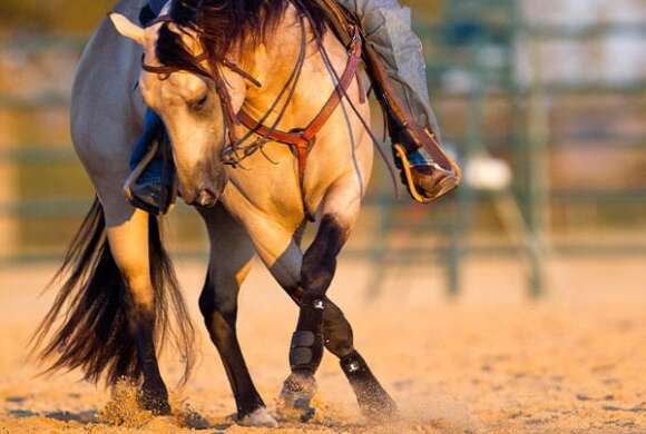 Reining maneuver