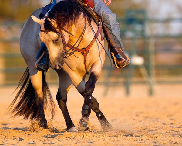 Reining maneuver