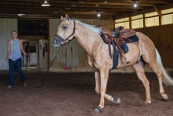 Horse in an Indoor Arena