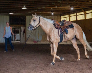 Horse in an Indoor Arena