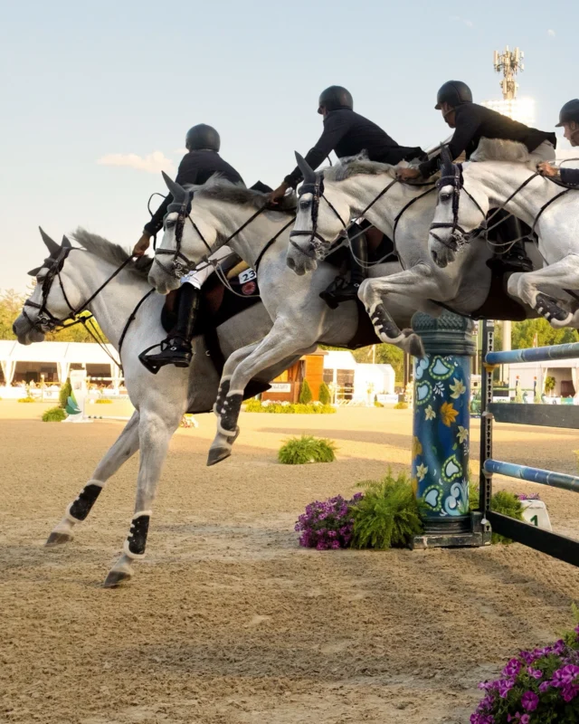 Leaps & Grounds 🐎😄🧲
#ABI #RideFearlessly
